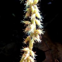Remusatia vivipara (Roxb.) Schott